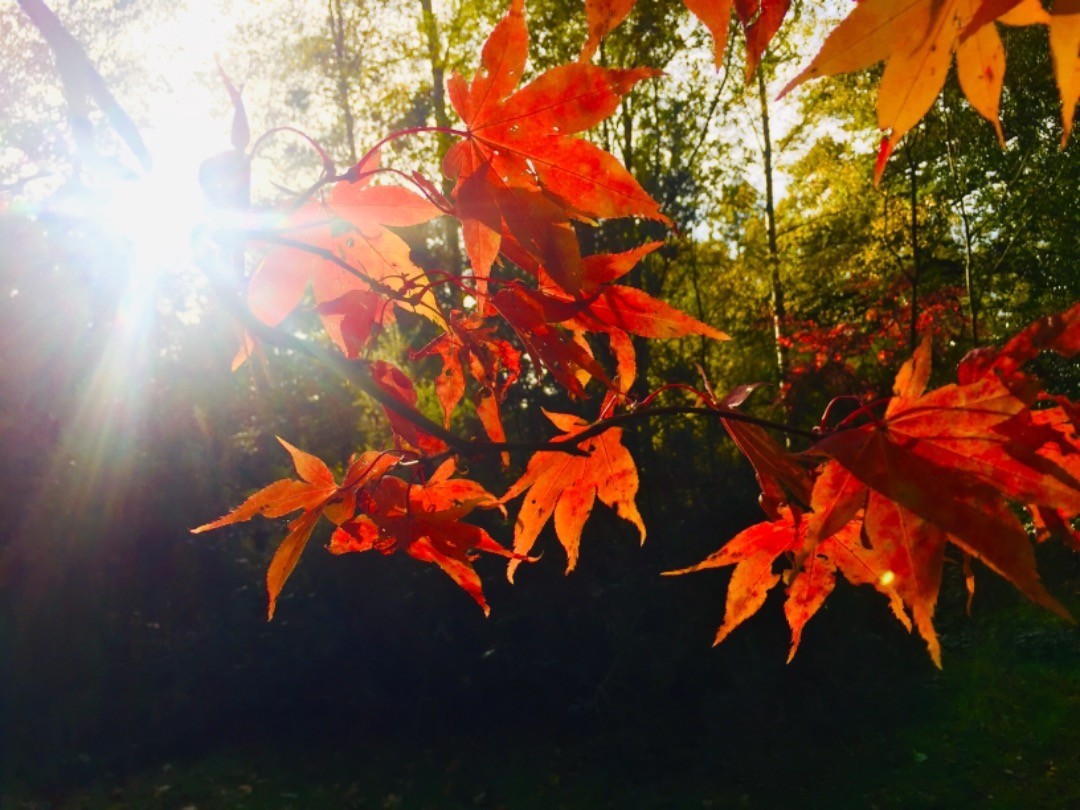 Oxford Arbaretum